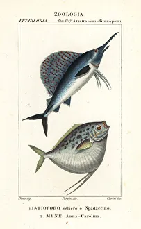 Indo-Pacific sailfish and moonfish Indo-Pacific sailfish and moonfish