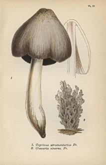 Ink mushroom, Coprinus atramentarius 1 Ink mushroom, Coprinus atramentarius 1