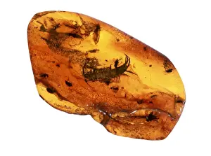 Prints of An Eocene centipede trapped in Baltic amber about 35-40 million years old. Amber is a natural, translucent fossil resin Centipede Prints: Eocene Centipede in Baltic Amber Print