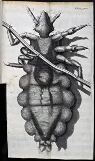 Entomology Images Prints: Insect body
