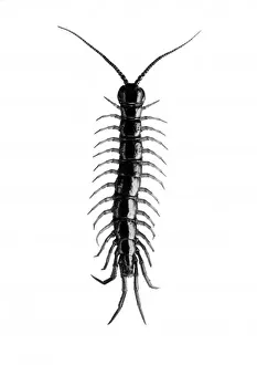 Prints of A Centipede. Date: 1960s Centipede Prints: Centipede Print, 1960s, Insect Study by a British Artist
