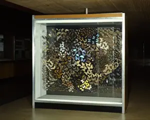 Natural History Museum Exhibit Prints: Insect Gallery