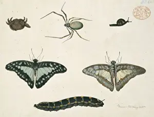 Australian Insects Prints: Insects