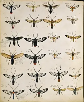 Beetles Pencil and Watercolour Print