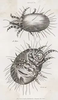 Mite Prints: Cheese Mite Print
