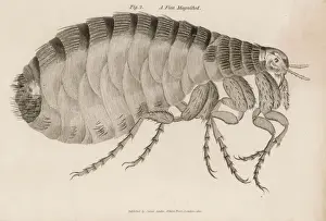 Prints of Common Flea (pulex) Related Image Prints: Common Flea Print (Pulex)