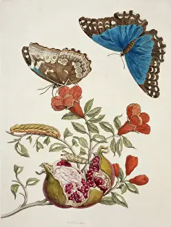 Insects of Surinam Print from 1726 Plate 9