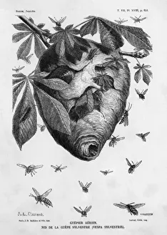 Wasp Nest Prints: Insects / Wasp