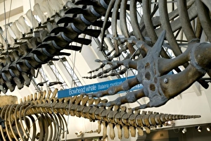 Inside the Natural History Museums Mammal and Whale Gallery Inside the Natural History Museums Mammal and Whale Gallery