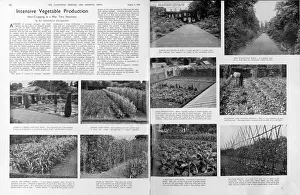 Intensive vegetable production, 1940 Intensive vegetable production, 1940