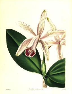 Intermediate cattleya orchid, Cattleya indermedia Intermediate cattleya orchid, Cattleya indermedia