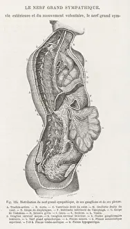 Nervous System Diagram Prints: Internal anatomy