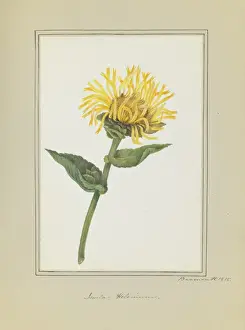 Eudicot Flowering Plants Prints: Inula helenium, elecampane