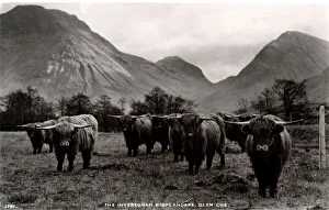 Invereggan Highlanders, Glen Coe, Argyllshire Invereggan Highlanders, Glen Coe, Argyllshire