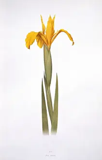 Iridaceae Family Prints: Iris aurea, iris