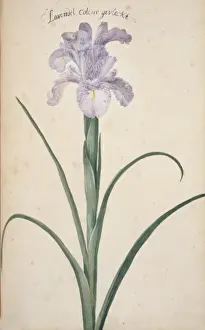 Botanical Flower Drawings Prints: Iris cf. germanica, bearded iris