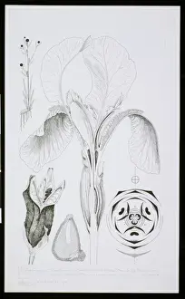 Arthur Harry Church Artwork Prints: Iris florentina