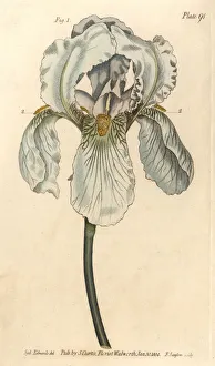 Iris florentina, Iris germanica nothovar Iris florentina, Iris germanica nothovar