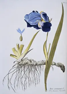 Flowering Plant Illustration Prints: Iris germanica, flag iris