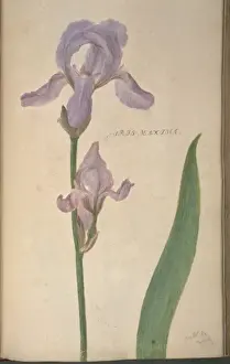 Exotic Flowering Plants Prints: Iris maxima, iris