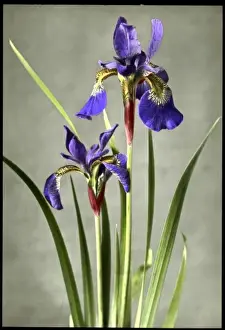 Iridaceae Family Prints: Iris Orientalis (Spuria Beardless Iris)