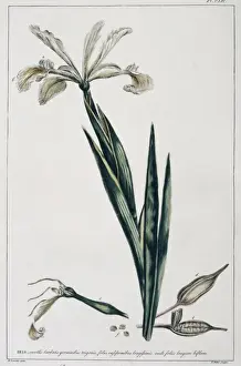 Angiosperm Illustrations Online Prints: Iris orientalis, Turkish iris
