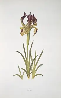 Monocotyledonous Flowering Plants Prints: Iris sari, iris