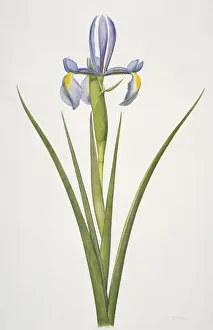 Iris sp. Watercolour Print, 1916