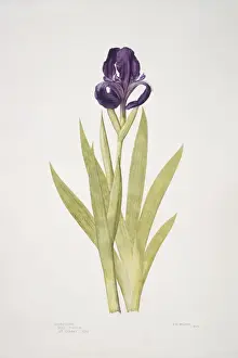 Print of Iris subbiflora, a watercolour depiction of the bearded iris