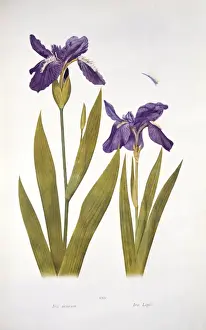 Asparagales Order Plants Prints: Iris tectorum Maxim. wild iris