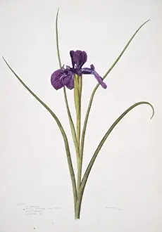 Purple Flowering Plant Prints: Iris xiphioides, English iris