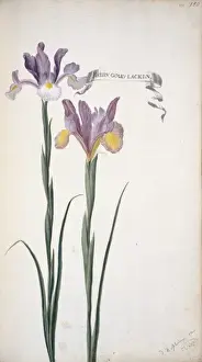 Iridaceae Family Plant Prints: Iris xiphium, Spanish iris