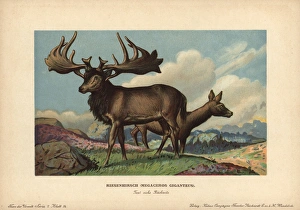 Irish Elk or Giant Deer, Reisenhirsch, Megaceros giganteus Irish Elk or Giant Deer, Reisenhirsch, Megaceros giganteus