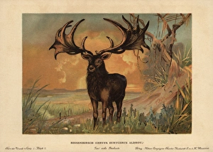 Irish Elk, Megaloceros giganteus, extinct species Irish Elk, Megaloceros giganteus, extinct species