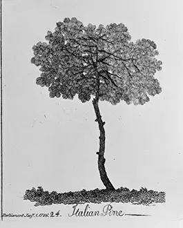 Italian Pine Print from The Shape, 1786