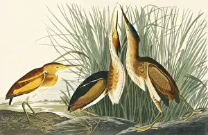 Prints of Plate 210 from John James Audubons Birds of America, original double elephant folio (1834-35), hand-coloured aquatint. Engraved, printed and coloured by R. Havell (& Son), London Least Bittern Prints: Least Bittern Print, Double Elephant Folio (1834-35)