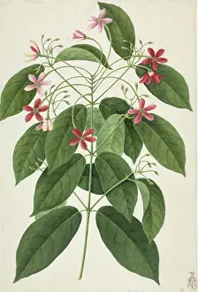 Dicotyledonous Flowering Plants Prints: Ixora sp