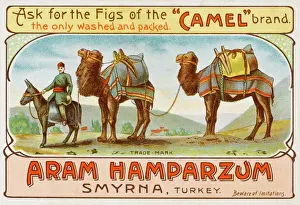 Camel Train in Izmir, Turkey Print circa 1901