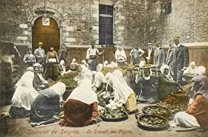 Prints of Fig sorting at a depot Izmir (Smyrna), Turkey. A very traditional scene in the main fig-producing region in Turkey Izmir Prints: Fig Sorting at Izmir Depot, Turkey Print