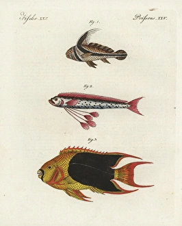 Jack-knifefish, oarfish, and rock beauty angelfish Jack-knifefish, oarfish, and rock beauty angelfish
