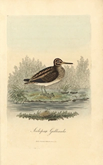 Jack snipe, Lymnocryptes minimus Jack snipe, Lymnocryptes minimus