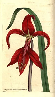Jacobean lily or Aztec lily, Sprekelia formosissima Jacobean lily or Aztec lily, Sprekelia formosissima
