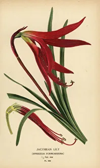 Jacobean lily, Sprekelia formosissima Jacobean lily, Sprekelia formosissima