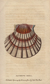 Jacobine shell or scallop, Pectens or Escallops Jacobine shell or scallop, Pectens or Escallops