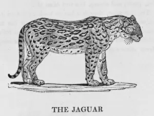 Jaguar Wildlife Photography Prints: Jaguar (Bewick)