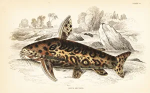 Jaguar catfish, Liosomadoras oncinus Jaguar catfish, Liosomadoras oncinus