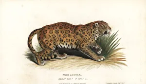 Jaguar, Panthera onca. Near threatened Jaguar, Panthera onca. Near threatened