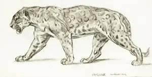 Raymond Sheppard Artwork Prints: Jaguar Walking