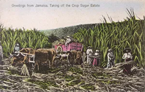 Jamaica - Harvesting the Sugar Cane Crop Jamaica - Harvesting the Sugar Cane Crop