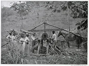 Jamaican industry was struggling against fierce rivalry of production volumes from Jamaican industry was struggling against fierce rivalry of production volumes from